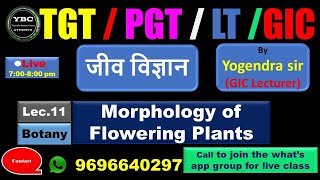 TGTPGTLTGICLecture11 Biology जीवविज्ञान Morphologyoffloweringplants [upl. by Susy]