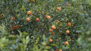 Oranges on branch in Valencia [upl. by Toscano437]