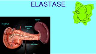 DIGESTIVE ENZMES ELASTASE [upl. by Blinny]