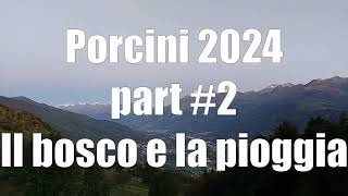 Porcini 2024 part 2 [upl. by Pinebrook]