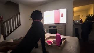 Noises Dogs Get Excited About On Tv🤣 cutedog yorkies stberdoodle [upl. by Hannaoj]