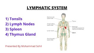 Lymphatic System  Tonsils Lymph Nodes Spleen Thymus  Functions  Anatomy amp Physiology [upl. by Stringer32]