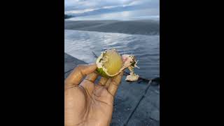 Short Trip to Matantas Big Bay Santo 🥰🇻🇺 stringband music [upl. by Ayadahs412]