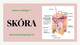 35 Skóra  powłoka ciała  budowa funkcje 🤲🏻 matura biologia rozszerzona 🌻 liceum ✅ [upl. by Ellehciram6]