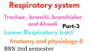 Trachea bronchi bronchioles and alveoli  lower respiratory tract  respiratory system anatomy [upl. by Mahgirb]