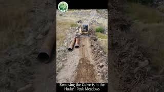 Removing the Culverts in the Haskell Peak Meadows meadow restoration hydrology [upl. by Faline]