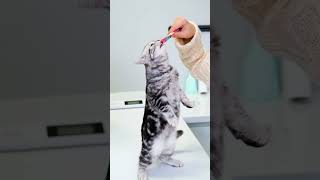 İki Ayaklı Kedi  Bipedal Cat [upl. by Brower]