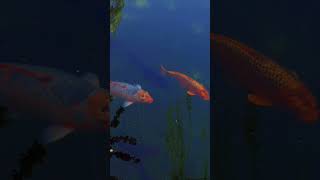 The Symbolism of Koi Fish Attracting Good Luck and Happinessquot fishing catchingfish fish [upl. by Czarra]