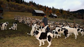 LA STÂNA LUI MIHAI CRUȘITU DE PE DEALUL SCAIUȘ  CÂINII CIOBĂNEȘTI DE BUCOVINA PĂZESC OILE  DOC 1 [upl. by Judith]