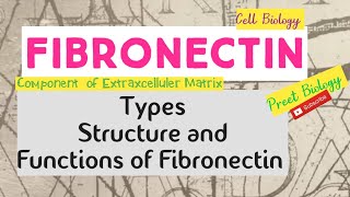 Fibronectin ll Extracellular Matrix ll Cell Biology [upl. by Chaiken]