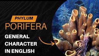 PHYLUM PORIFERA  GENERAL CHARACTER  ENGLISH [upl. by Eat]