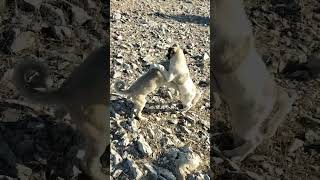 Bozok vs Karabaş 2 aylık köpeğim Bozok kavga da kardeşini çok fena hırpaalıyor keşfet kangal [upl. by Aseeram289]