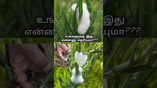 இது என்னனு தெரியுமா Spittle bug 🪲 shorts shortsfeed nature wildlife insects bug short [upl. by Ahseuqal328]