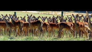 Deer Country  Best Farms In New Zealand [upl. by Arze97]