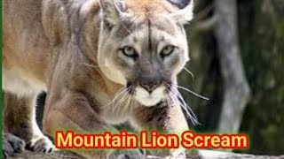 What sound does a mountain lion make [upl. by Nyrmak]