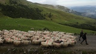 Pays basque  Transhumance d’automne ou la fin des estives en Soule [upl. by Eirod]