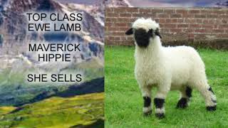 Cornerstone Valais Blacknose Invitational sale [upl. by Ymmit]