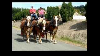 Belgian Draft Horse Hitch at Anacortes Antique Engines and Machinery Show [upl. by Aikemot972]