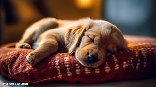 Musique Pour Dormir En 5 Minutes 🐶 Musique antistress de relaxation 🎵 Musique préférée du chien [upl. by Adnolohs]