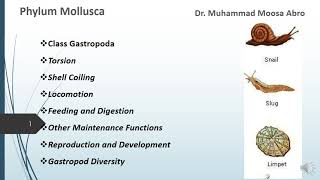 Phylum Mollusca Class Gastropoda Torsion Locomotion Digestion Reproduction and Development [upl. by Analaf876]