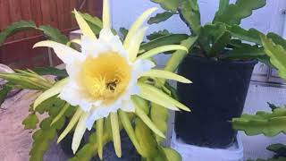 hylocereus undatus flower vs bee pollen [upl. by Ahsinotna]