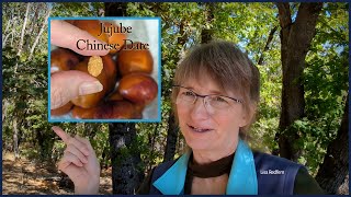 Jujube Fruit Review [upl. by Sherlocke]