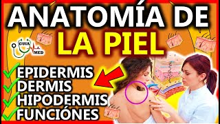 ANATOMÍA DE LA PIEL EPIDERMIS DERMIS HIPODERMIS  GuiaMed [upl. by Leeann]