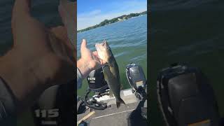 drop shots for walleyes fishing subscribe walleye wisconsinoutdoors fyp summer walleyes [upl. by Adnilemreh]