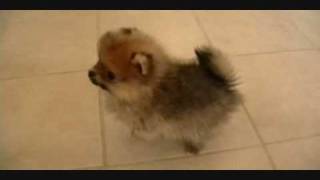 Pomeranian Puppieswmv [upl. by Drofla]