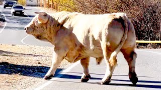 Charolais bull blocks a road and stops the traffic [upl. by Yelnahs966]