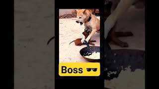 animals viralvideo pets [upl. by Lynnelle]