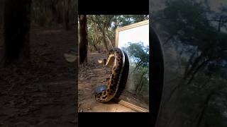 Experiment with python🤯😱 python india snake animals nature ai forest ytshorts ytviral [upl. by Colly]