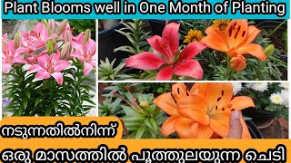 Asiatic lily Complete Care  100 Propagation  Storing Bulbs for Next Season  ഏഷ്യാറ്റിക് ലില്ലി [upl. by Nagey]