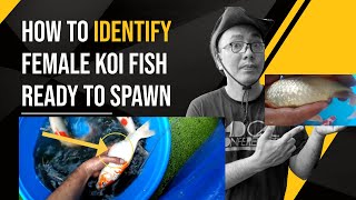 Unlock the Secrets How to Tell If Your Koi is Pregnant [upl. by Leraj]