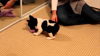 French Bulldog puppy first night at home [upl. by Graeme]