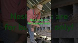 Nest Boxes are for Business Only chicken layinghens joelsalatin eggs pasturedpoultry [upl. by Spracklen112]