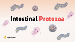 Intestinal Protozoa Parasites  Characteristics Transmission and Pathogenesis Microbiology [upl. by Newsom592]