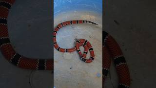 Hoje uma visitante especial passou por aqui Uma Coral verdadeira Micrurus corallinus reptiles [upl. by Alleul]