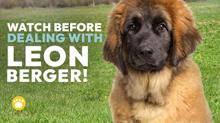 Watch Before Dealing with Leonberger Temperament [upl. by Nylak883]