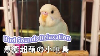 🐤Budgies Parakeets Singing  療癒の小啾鳥唱歌 15 minutes [upl. by Nika758]