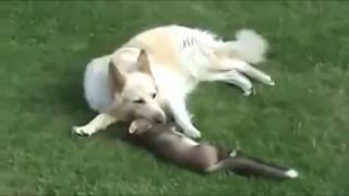 Fox vs dog Fox playing with the dog Video compilation of amazing moments [upl. by Dierdre406]