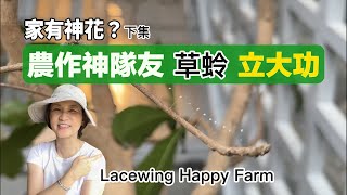 家有神花？下 草蛉蟲立大功｜害蟲天敵｜農藥減量｜有機農業 [upl. by Haissi487]