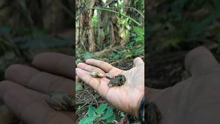 MANCING DI SUNGAI DENGAN UMPAN KATAK DAPAT IKAN PREDATOR televisisolang 131 [upl. by Ogata]