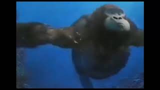 Monke swim for 10 hours [upl. by Eronel763]