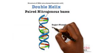 Basic Sciences  Structure of DNA [upl. by Ecart100]