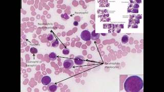 Hematopoiesis Simplified  Part 2 Granulopoiesis [upl. by Nunes675]