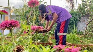 Harvesting yard long bean  Simple living  👩🏻‍🌾👩🏻‍🌾🌱 [upl. by Bank]