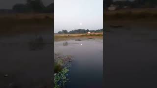 Wapas Jana aaya hai Chand ka pokhar mein [upl. by Fang]