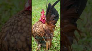 Serama Chickens Size Eggs Lifespan and More [upl. by Ilera]