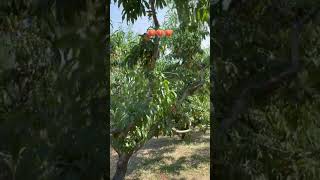 Aaro ka bagh🍑🍑 explore quran pink shortvideo shorts [upl. by Paik984]